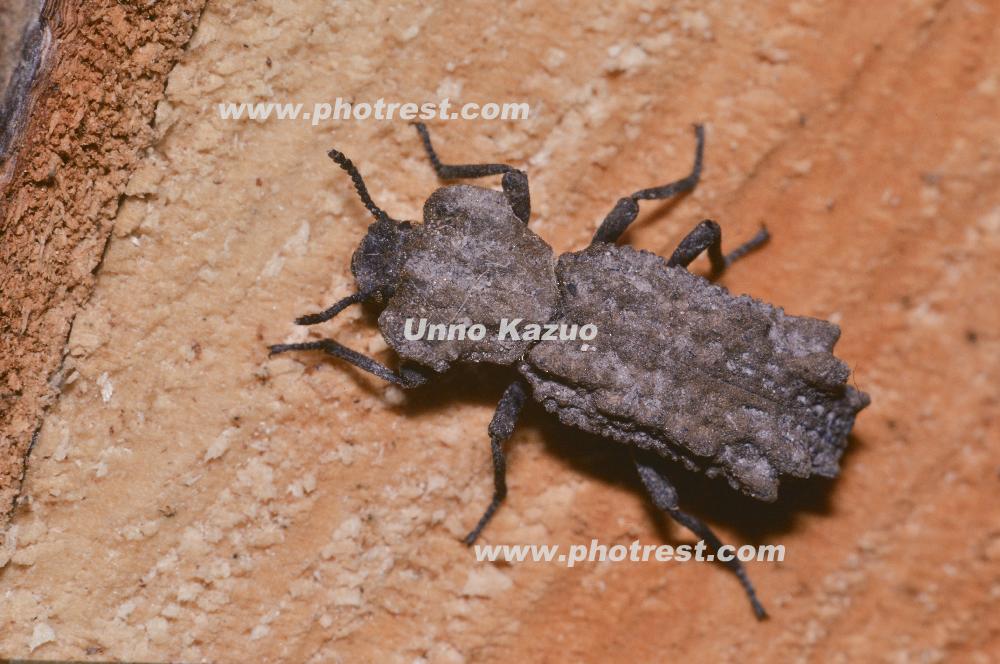 アトコブゴミムシダマシの写真素材 | 写真の森 フォレスト