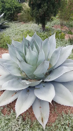 アガベ オバティフォリア 'Frosty Blue' (Agave ovatifolia 'Frosty