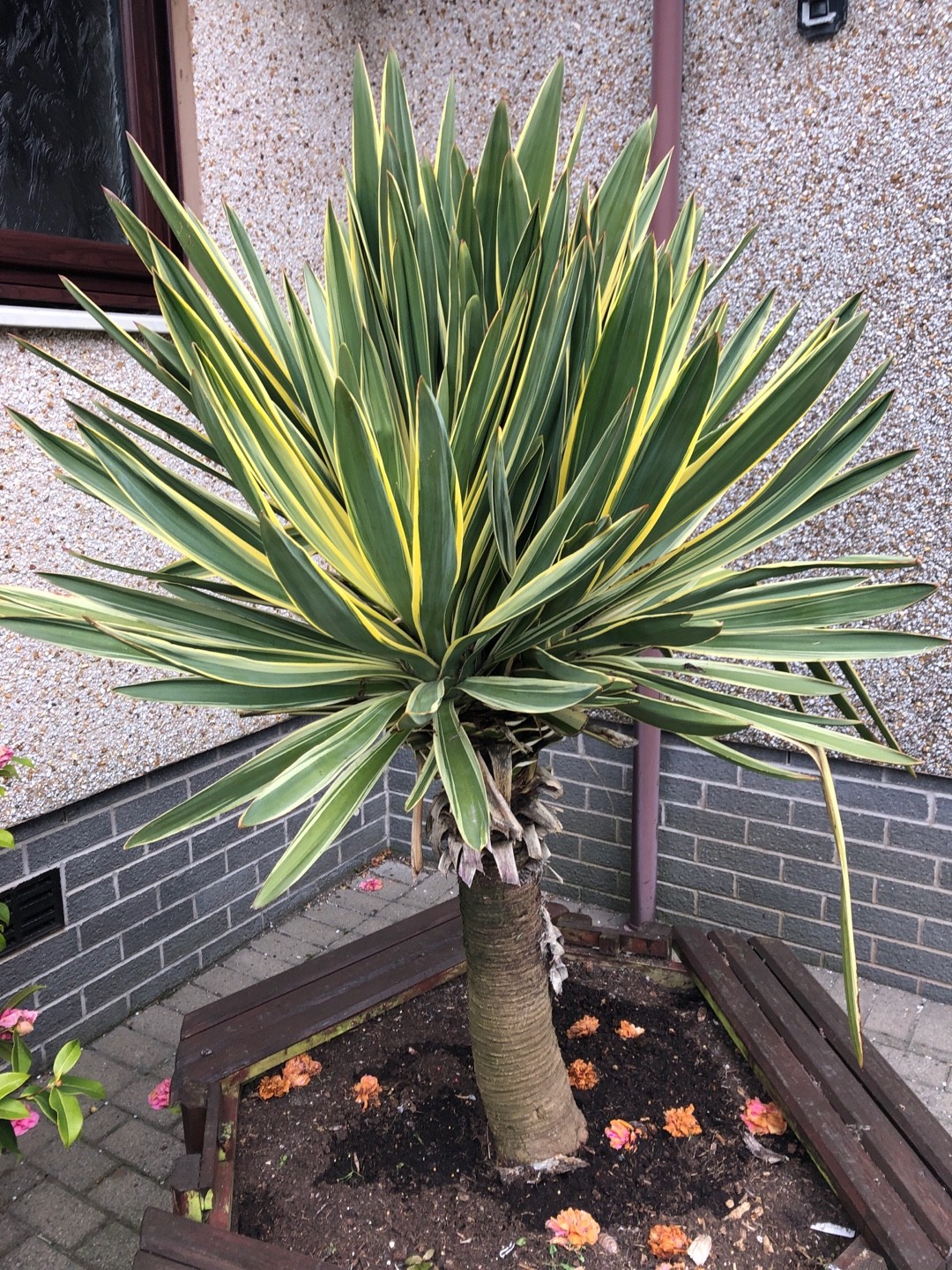 Yucca gloriosa 'Variegata'の判定方法 (Yucca gloriosa 'Variegata')