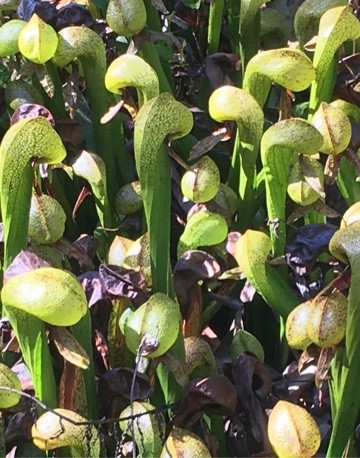 ダーリングトニア・カリフォルニカの判定方法 (Darlingtonia californica)