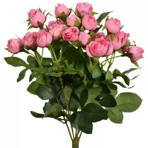 Sweetheart Rose Bush x7, 12