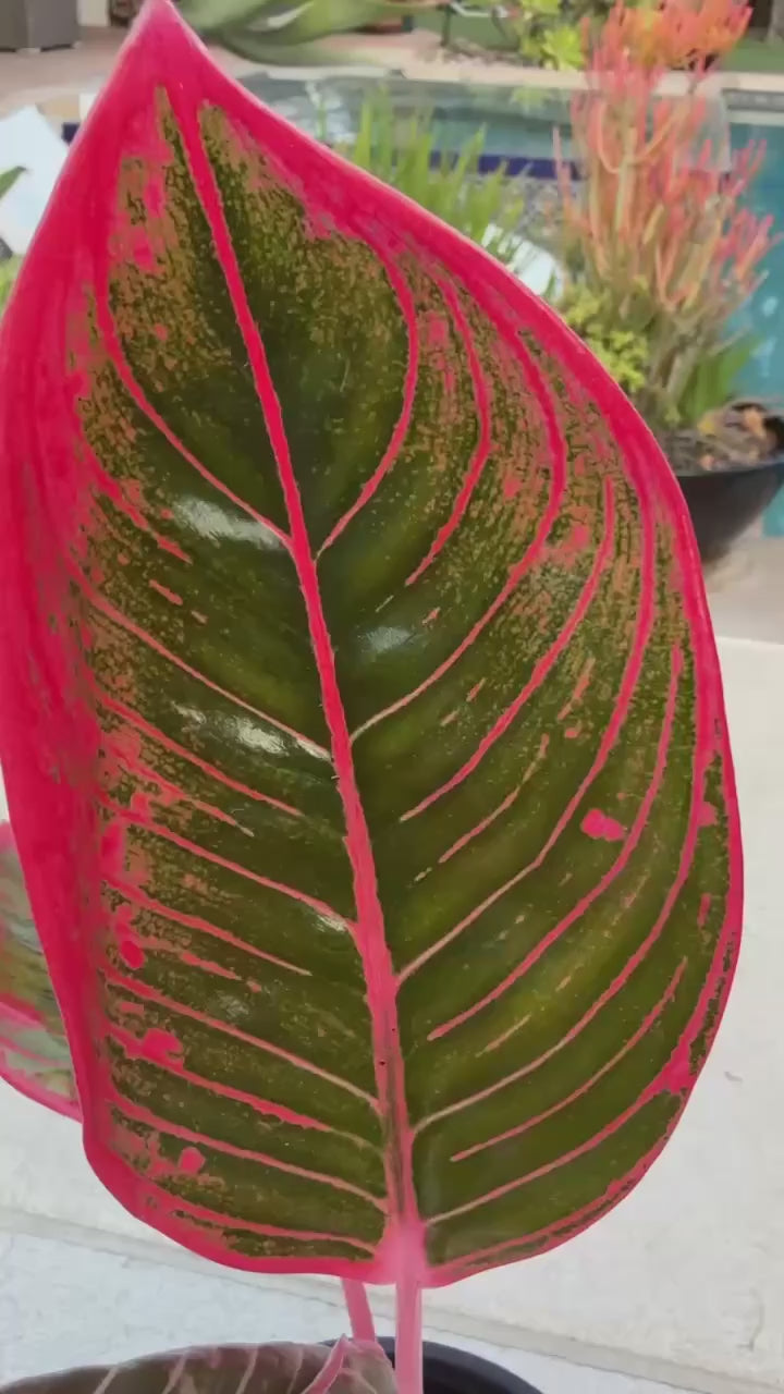 Aglaonema Khanza - Rare – Plant Vault