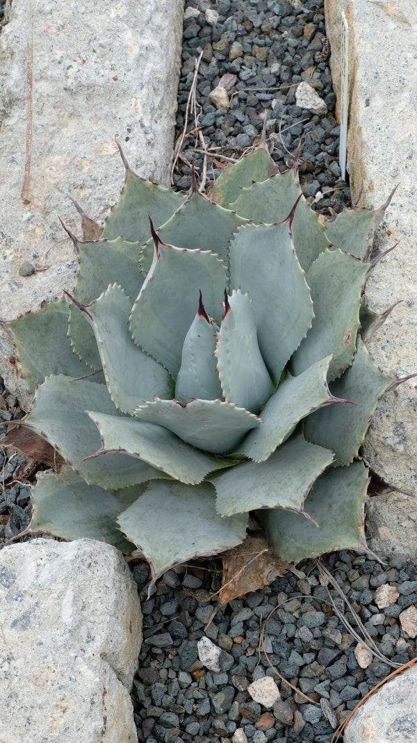Agave parryi Desert Delight | Desert Delight Century Plant