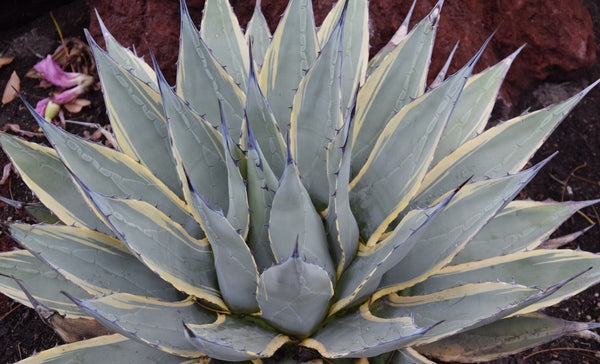 Learn about Agave parryi ssp. neomexicana 'Sunspot' | Sunspot New