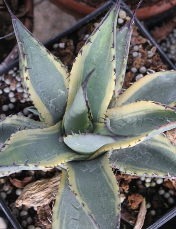 Learn about Agave parryi ssp. neomexicana 'Sunspot' | Sunspot New