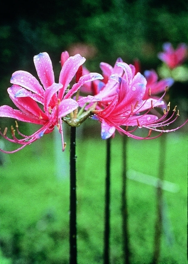 Learn about Lycoris x rosea | Surprise Lily | Perennial Encyclopedia