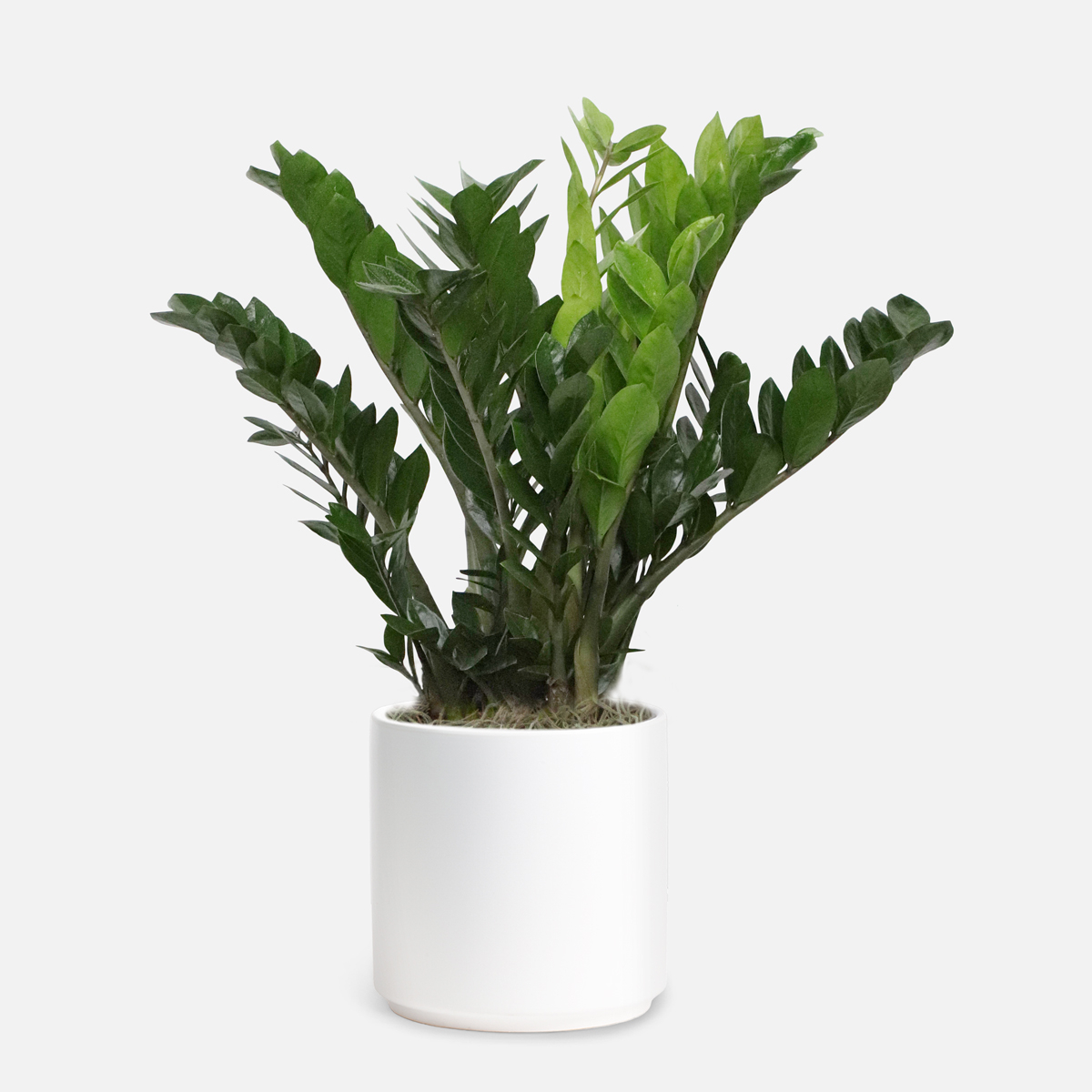 ZZ Plant - X-Grande - Plant Delivery NYC - plantshed.com