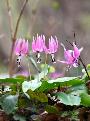 様 59山野草 カタクリソウ白花系1球 カタクリ | 山と公園（市街地
