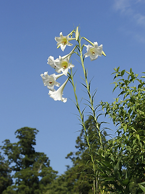 タカサゴユリ【植物検索・撮れたてドットコム】