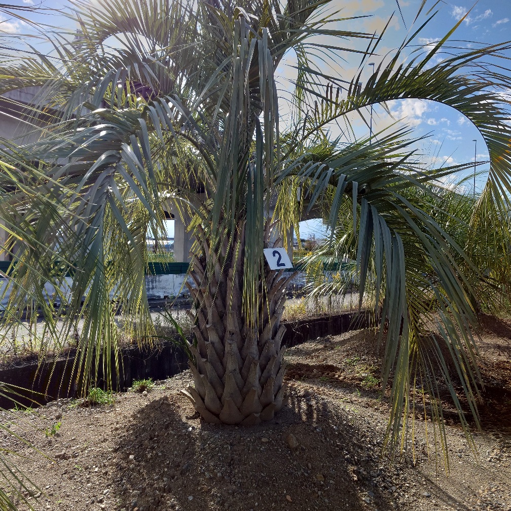 ココスヤシ2 ※シルバーリーフ｜Play Garden（株式会社プレイガーデン）