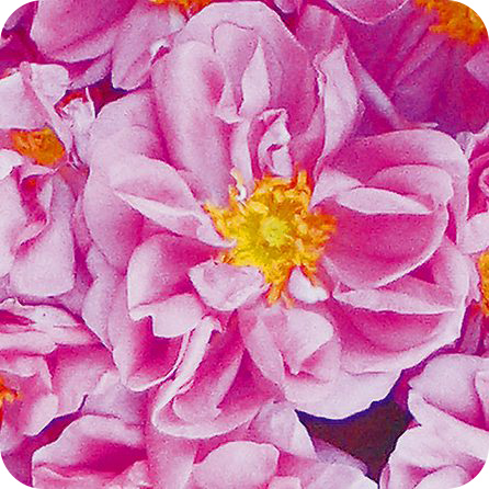 ローズ（KENSO） – プラナロム エッセンシャルオイル・精油｜健草医学舎