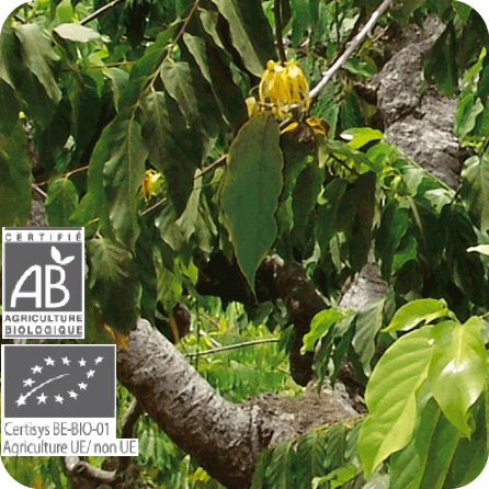 イランイラン（エクストラ） – プラナロム エッセンシャルオイル・精油