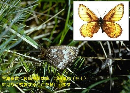 タカネヒカゲ_20489 - 岐阜県公式ホームページ（環境生活政策課）