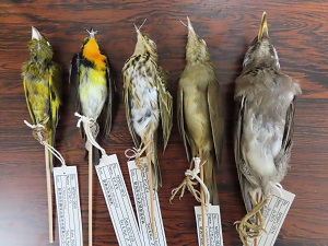 令和7年度「標本作製講習会」を開催しました - 新潟県ホームページ