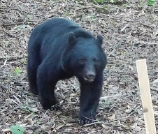 静岡県のツキノワグマ｜静岡県公式ホームページ
