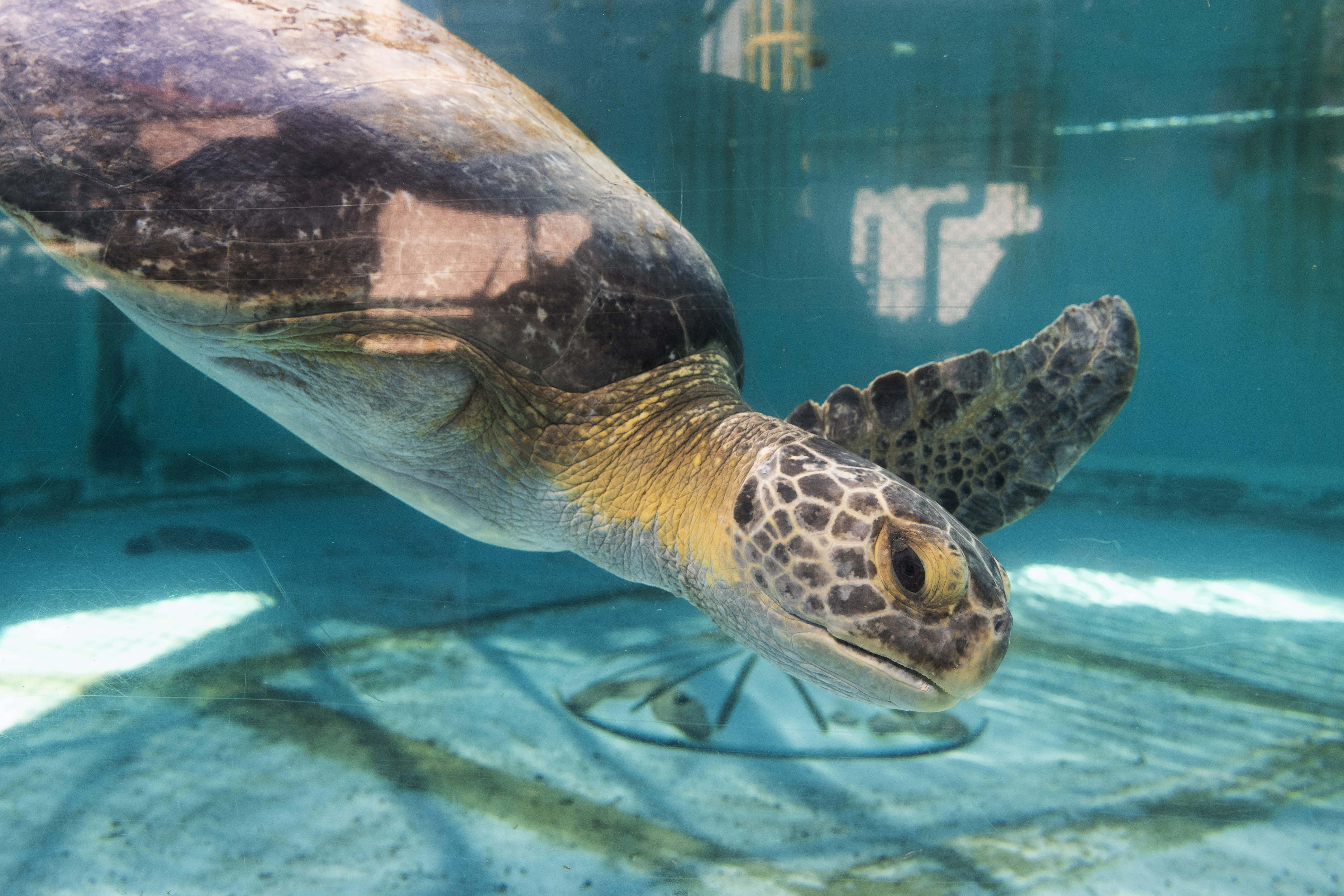 Aquarium of the Pacific opening sea turtle rehab area in 2026