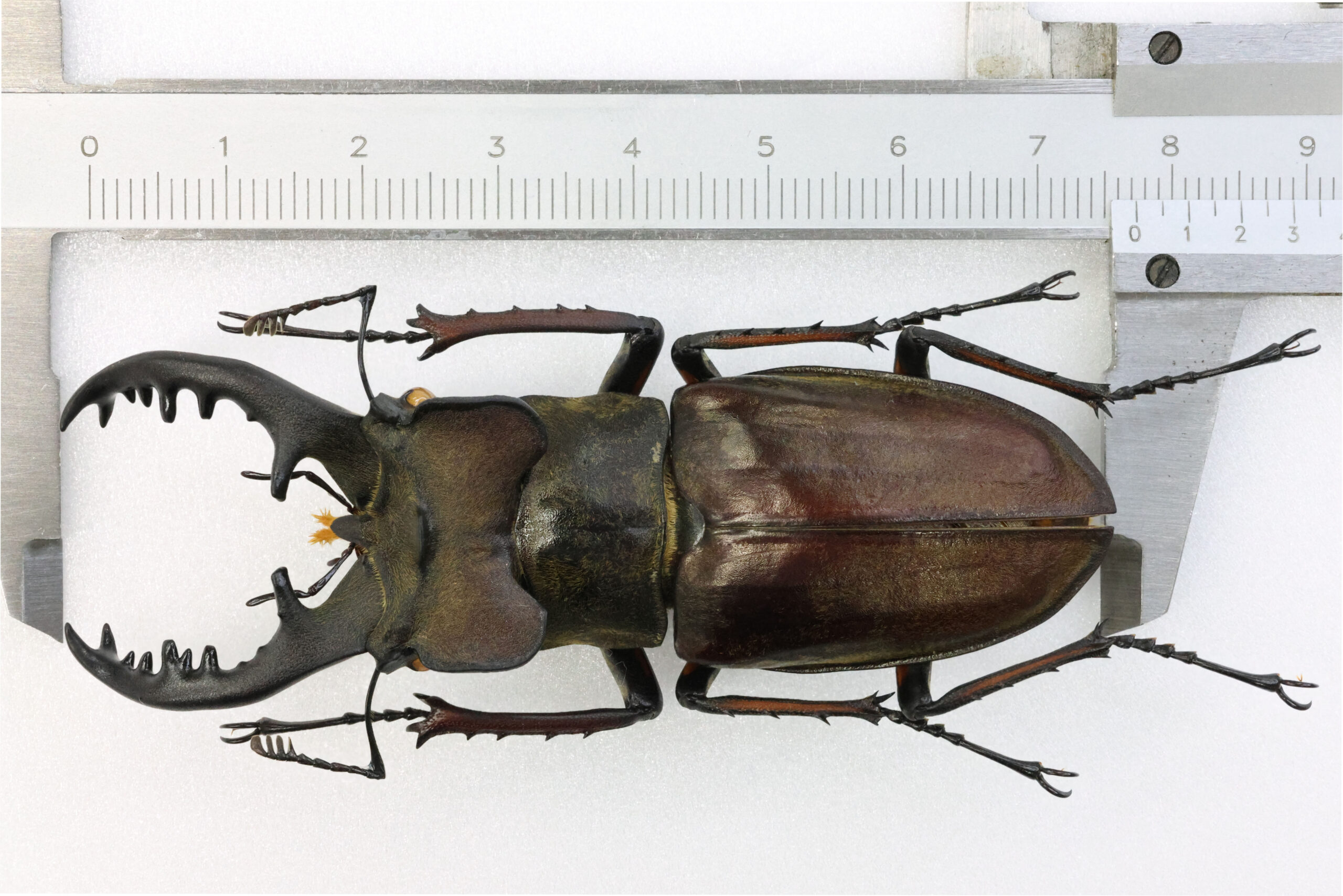 77.1 ㎜ ］滋賀の凄い奴 | Project WILD MUSEUM クワガタ大図鑑