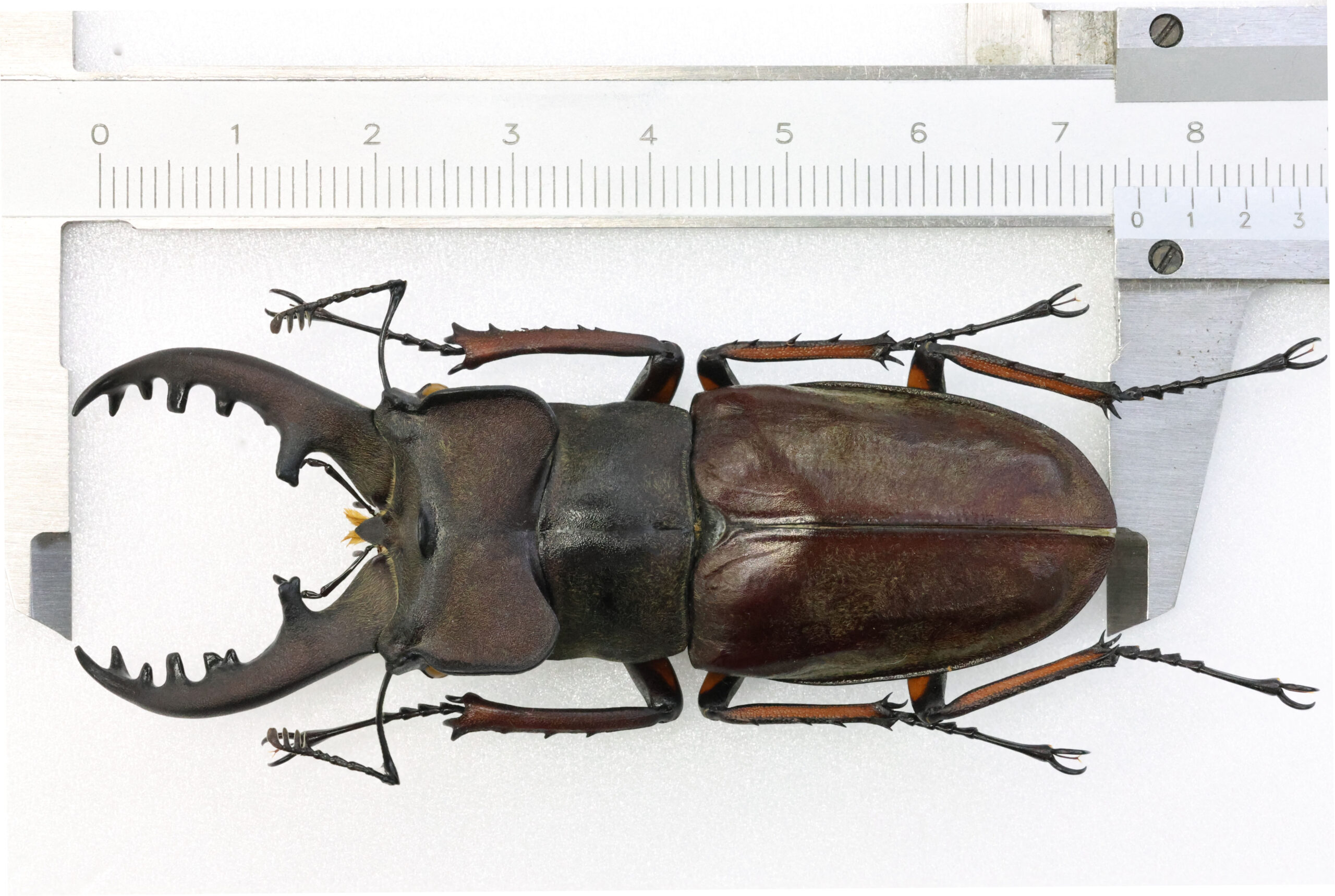 75.8 ㎜ ］山口県の特大個体 | Project WILD MUSEUM クワガタ大図鑑