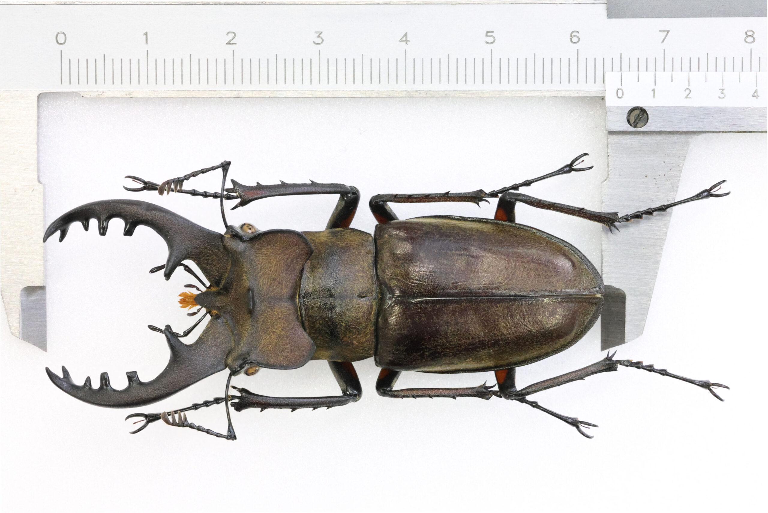 65.0 ㎜ ］千葉県の大型ミヤマ | Project WILD MUSEUM クワガタ大図鑑