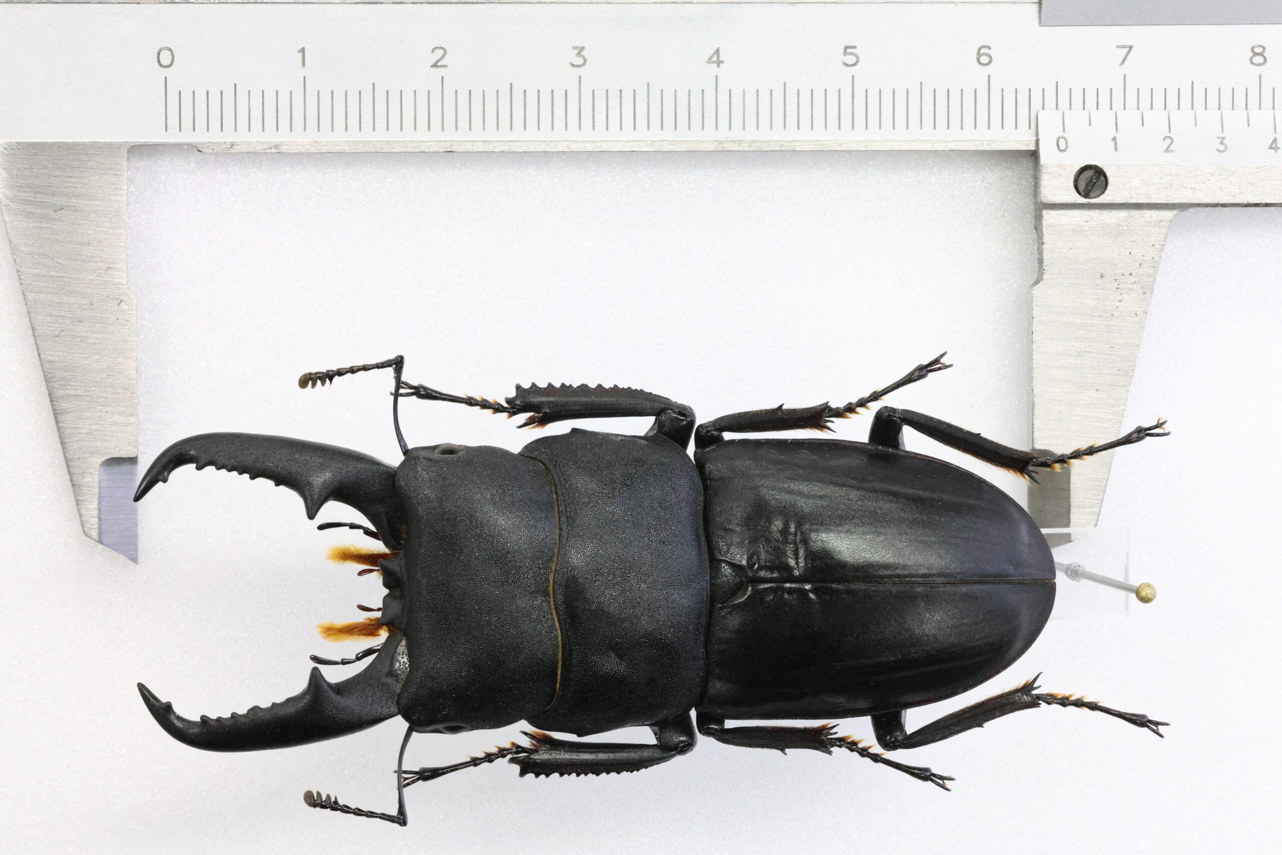 65.2 ㎜ ］浜松市の最大クラス | Project WILD MUSEUM クワガタ大図鑑