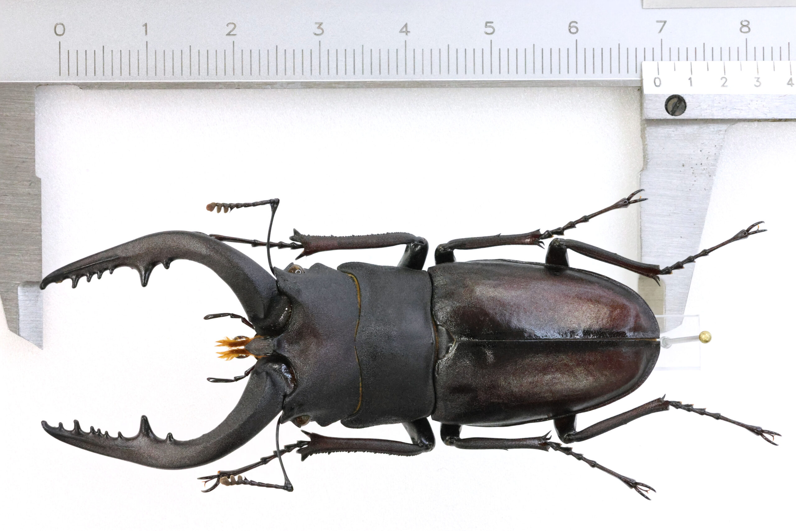 69.2 ㎜ ］北海道のノコギリは太めが多い | Project WILD MUSEUM