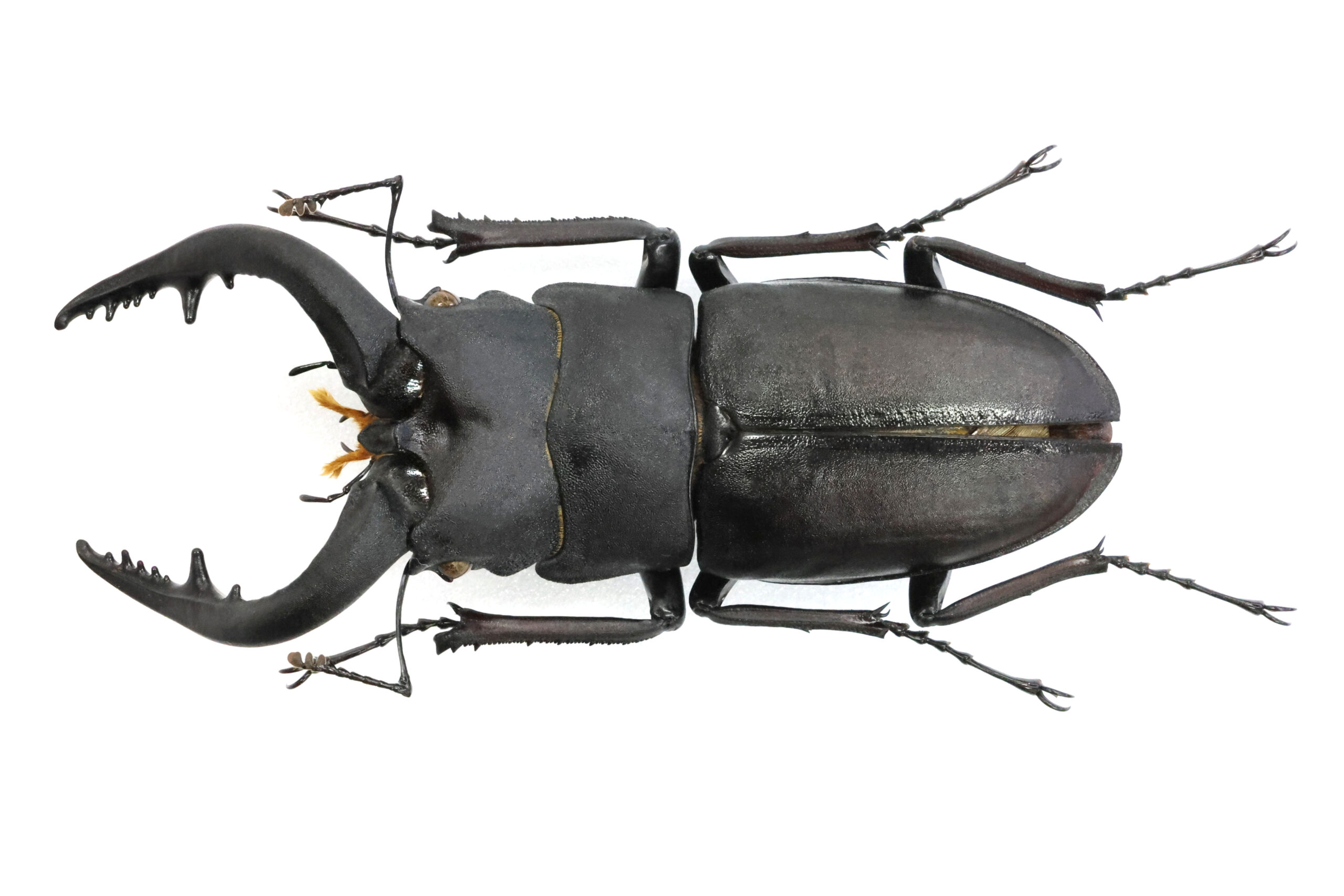 68.8 ㎜ ］かなりの湾曲極太…だけど | Project WILD MUSEUM クワガタ大図鑑