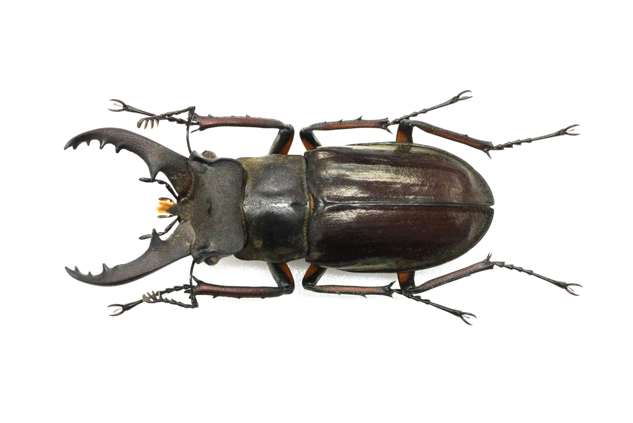 53.5 ㎜ ］三宅島のミヤマクワガタ | Project WILD MUSEUM クワガタ大図鑑