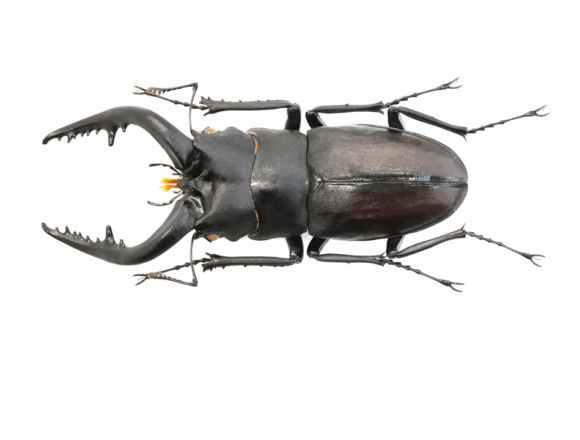 Project WILD MUSEUM クワガタ大図鑑