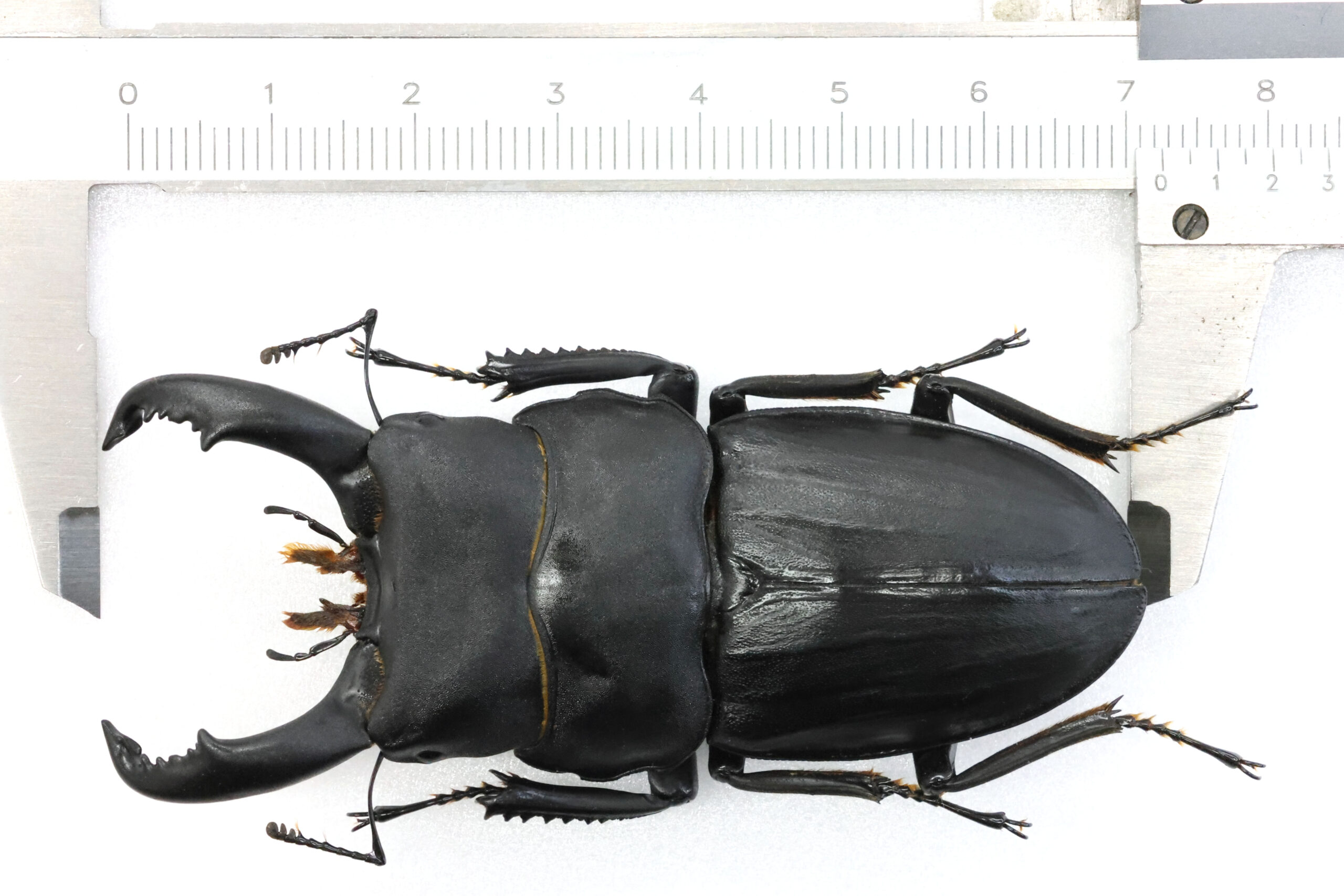 スジブトヒラタ大型♂標本 スジブトヒラタクワガタ 大型ペア ♂65.5mm