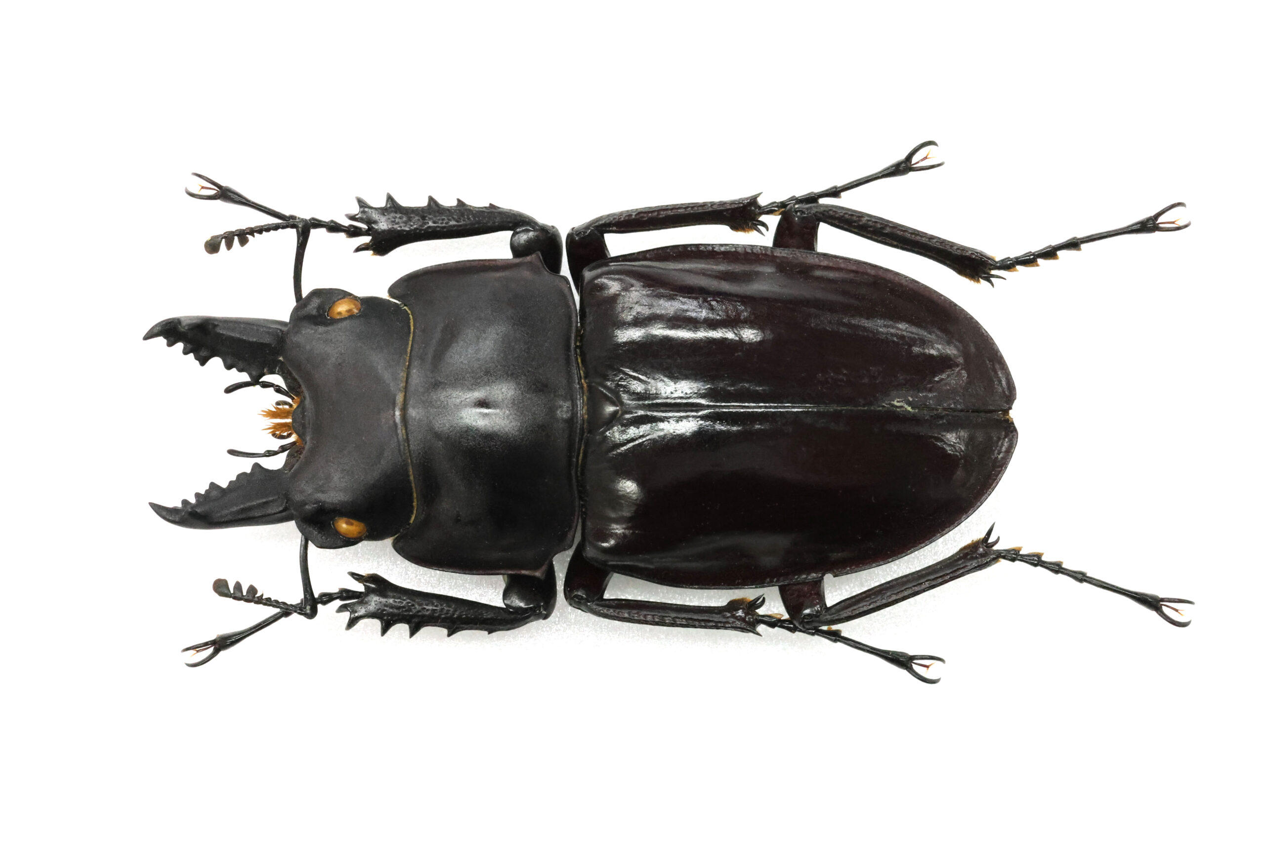 56.5 ㎜ ］冠岳の大型 その2 | Project WILD MUSEUM クワガタ大図鑑