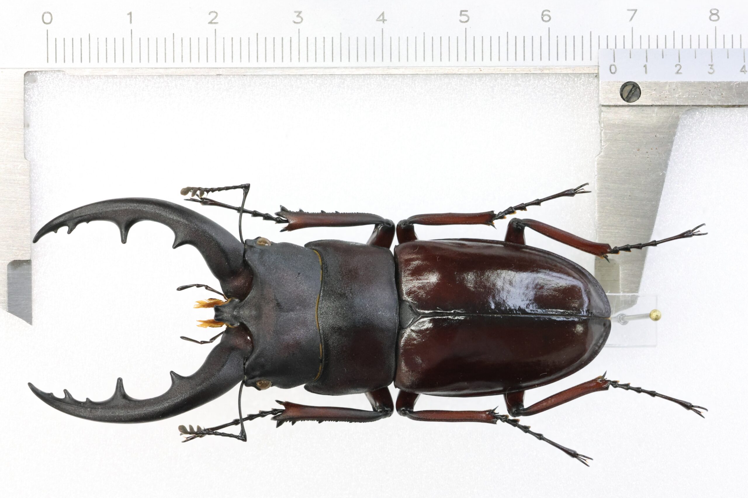 67.7 ㎜ ］野外産の特大湾曲オキノコ！ | Project WILD MUSEUM