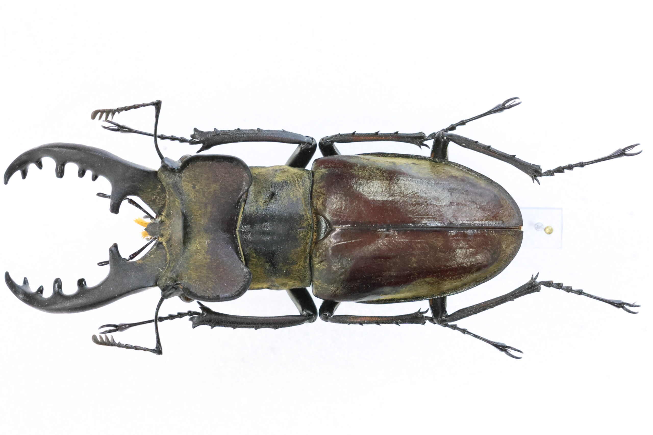 75.8 ㎜ ］北海道も暖かくなっている！？ | Project WILD MUSEUM