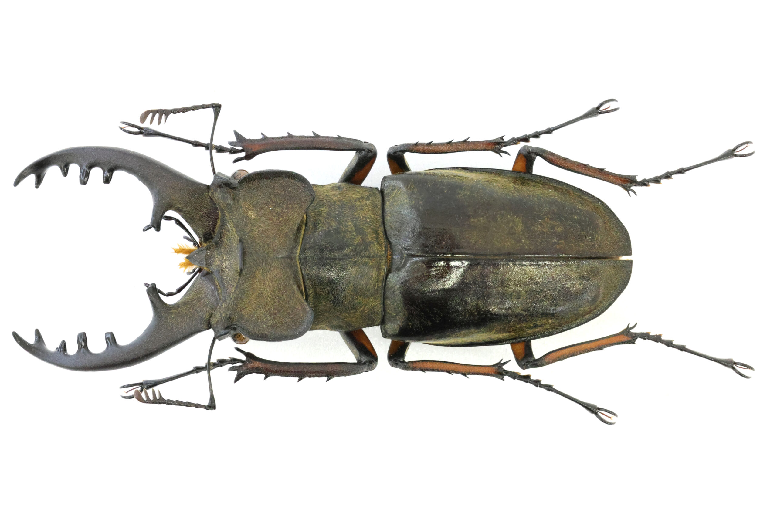 72.8 ㎜ ］鹿児島にもギネスクラスがいるはず！ | Project WILD MUSEUM