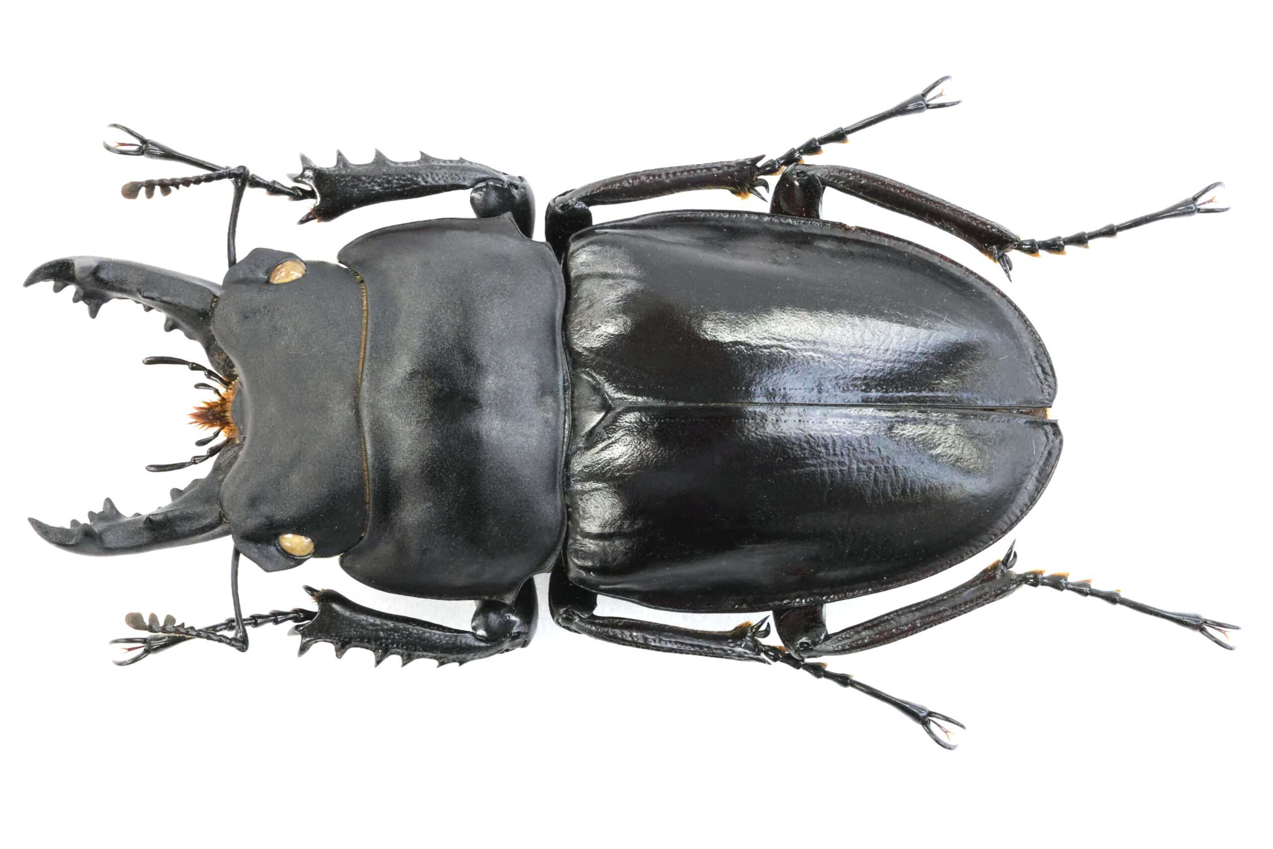 64.0 ㎜ ］Kenzo Collection 01 － 徳之島 | Project WILD MUSEUM