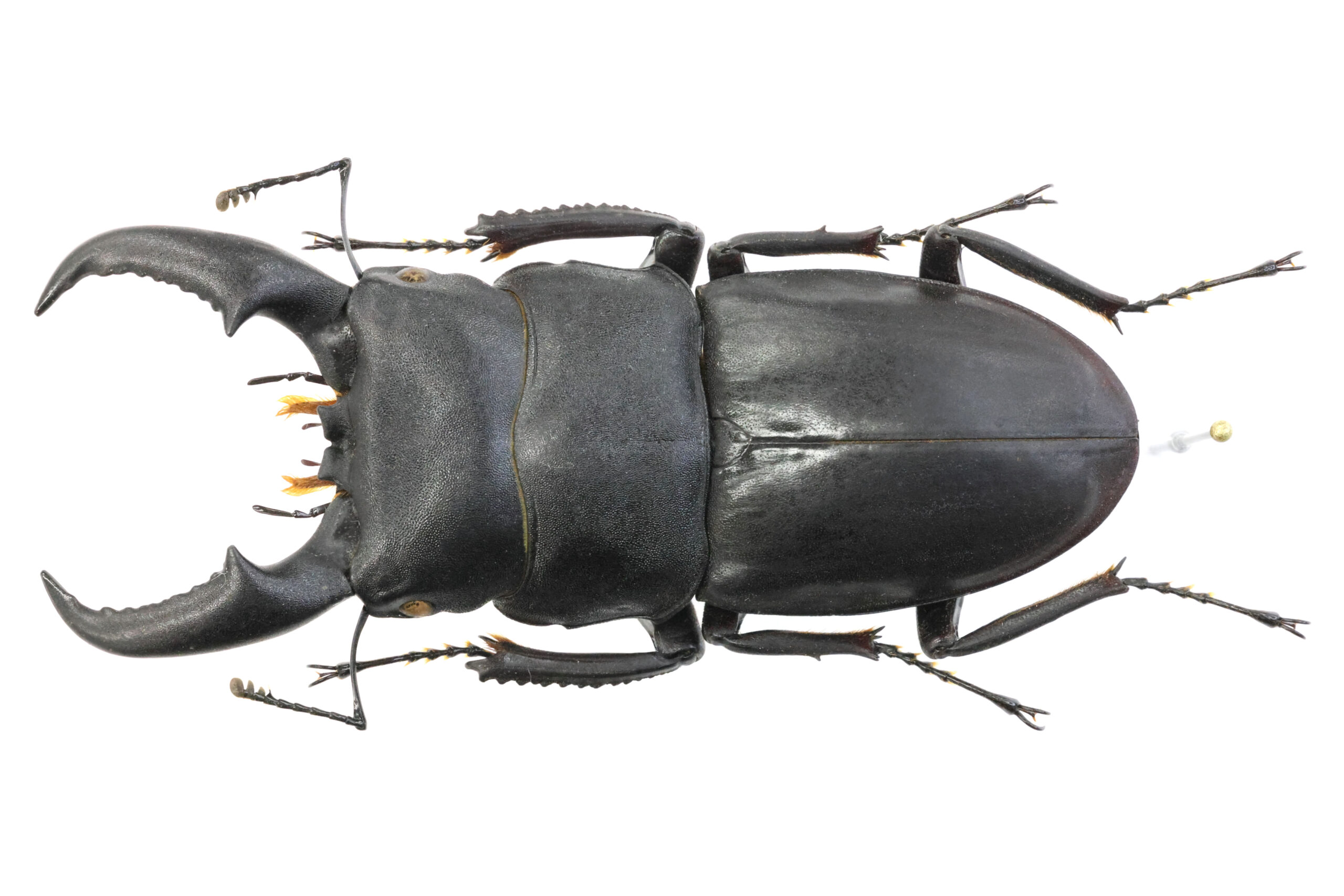 66.6 ㎜ ］沖縄本島のヒラタ！ | Project WILD MUSEUM クワガタ大図鑑