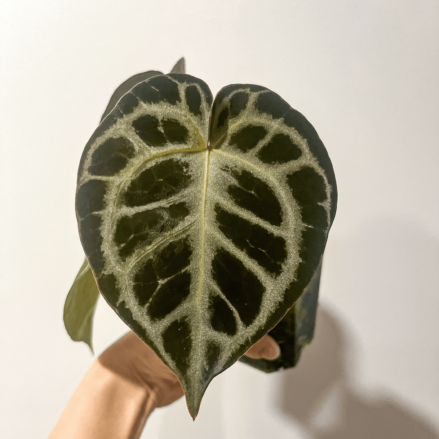 Anthurium King Of Spades x Red Crystallinum | Buy Anthurium online