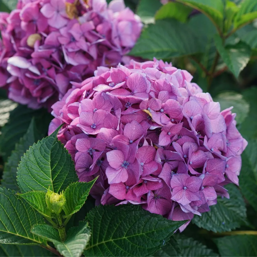 LET'S DANCE LOVABLE® Reblooming Bigleaf Hydrangea - Proven Winners