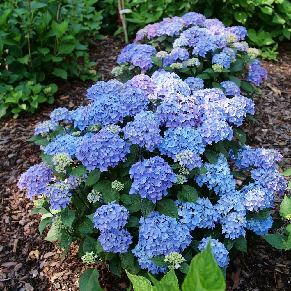 LET'S DANCE LOVABLE® Reblooming Bigleaf Hydrangea - Proven Winners