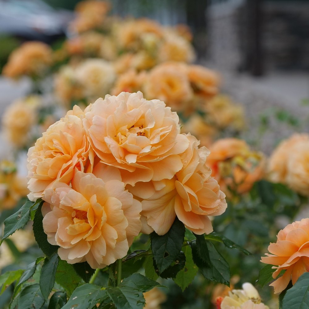 AT LAST® Rose - Proven Winners ColorChoice Flowering Shrubs