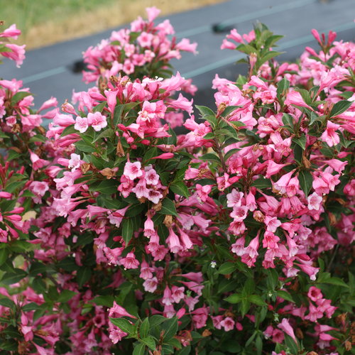 Czechmark Twopink® - Weigela florida | Proven Winners