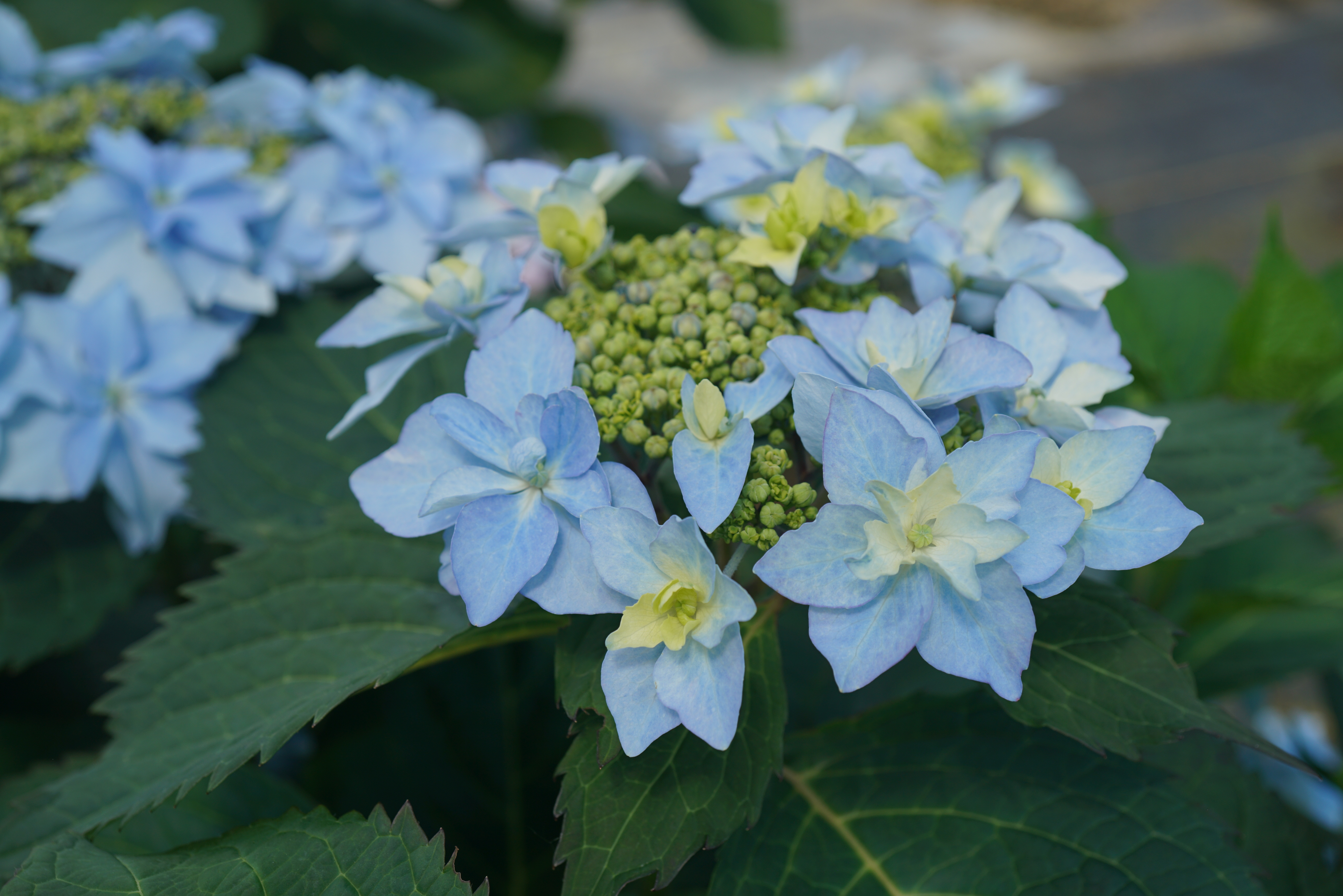 Tuff Stuff Ah-Ha - Reblooming Mountain Hydrangea