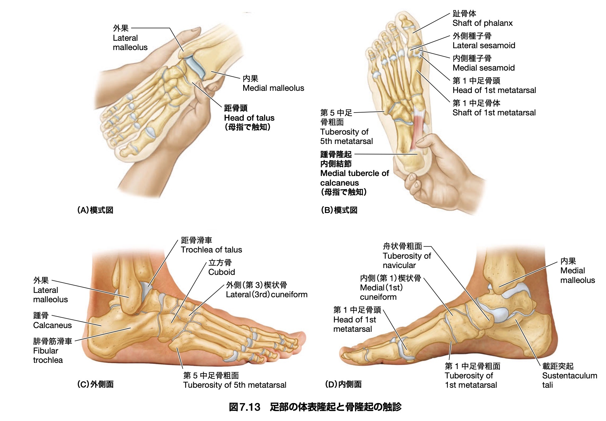 書籍】臨床と直結し応用できる解剖書「臨床のための解剖学 第3版」発刊