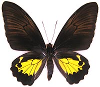 ジャコウアゲハ族のページ：リスト4