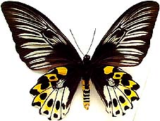 ジャコウアゲハ族のページ：リスト4