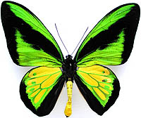 ジャコウアゲハ族のページ：リスト3