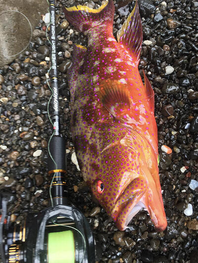 Salty Style SuperLightShoreJigging (ソルティスタイル スーパー