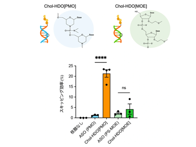 神経難病に対する新しい核酸医薬開発、安全性と有効性を両立－科学大