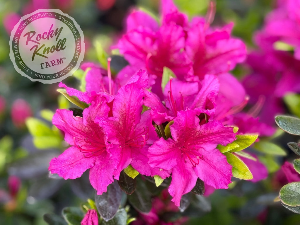 Girard's Fuchsia Azalea - Rocky Knoll Farm