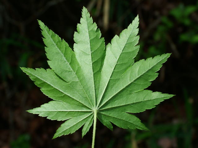 コハウチワカエデ