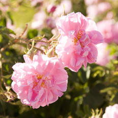 ヴァレ ド ローズ ジュレ | ローズ ド マラケシュ 公式サイト